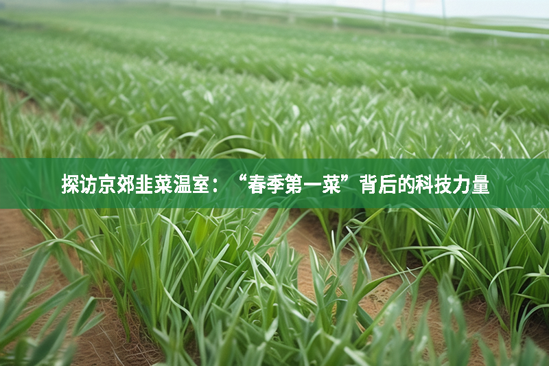 探訪京郊韭菜溫室：“春季第一菜”背后的科技力量