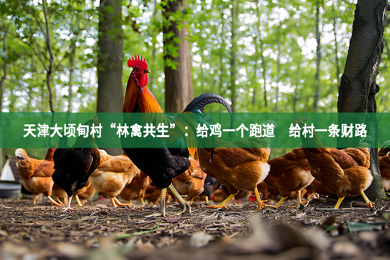 天津大頃甸村“林禽共生”：給雞一個跑道　給村一條財路