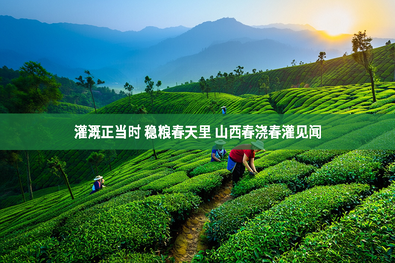 灌溉正當(dāng)時(shí) 穩(wěn)糧春天里 山西春澆春灌見聞