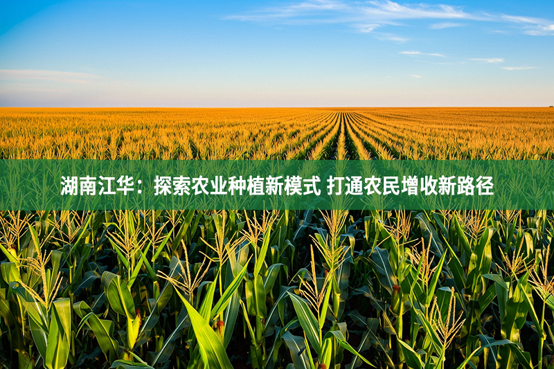 湖南江華：探索農業種植新模式 打通農民增收新路徑