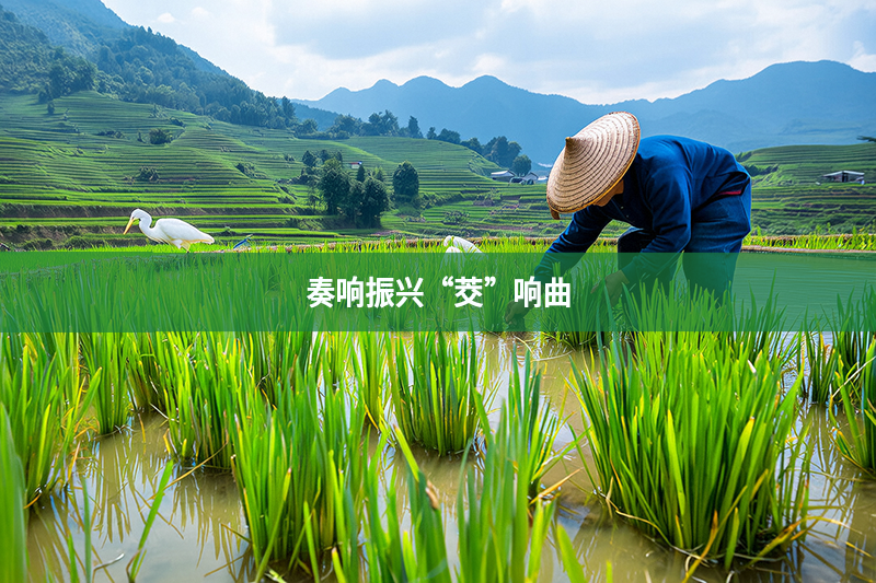 奏響振興“茭”響曲