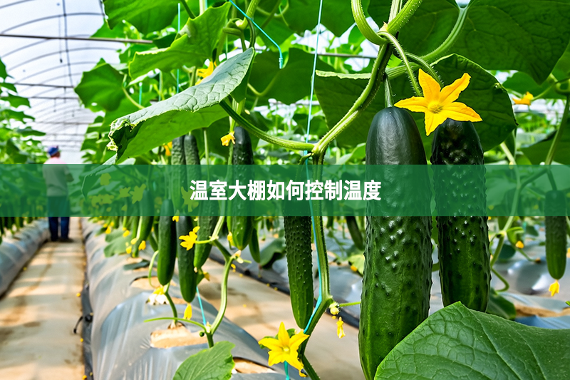溫室大棚如何控制溫度