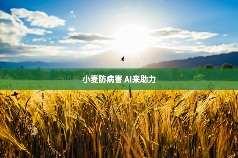 小麥防病害 AI來助力