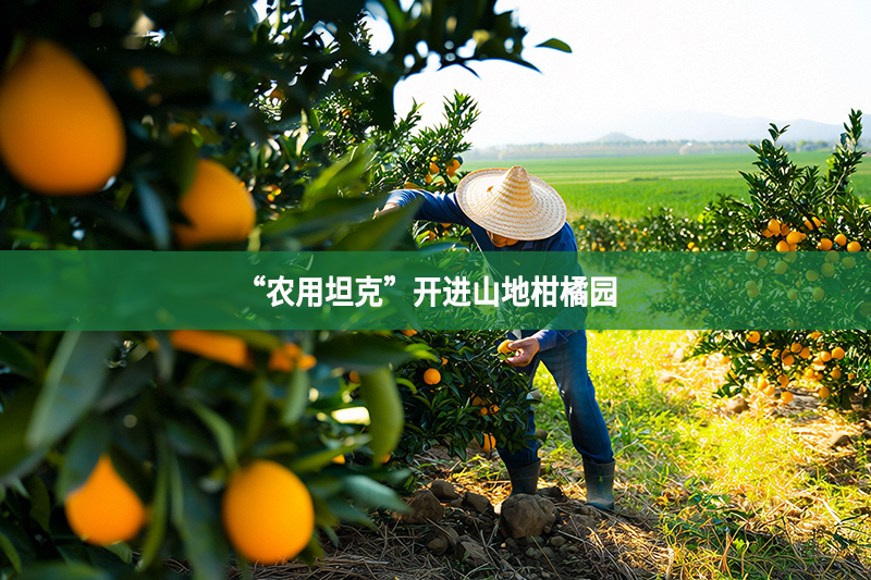 “農用坦克”開進山地柑橘園