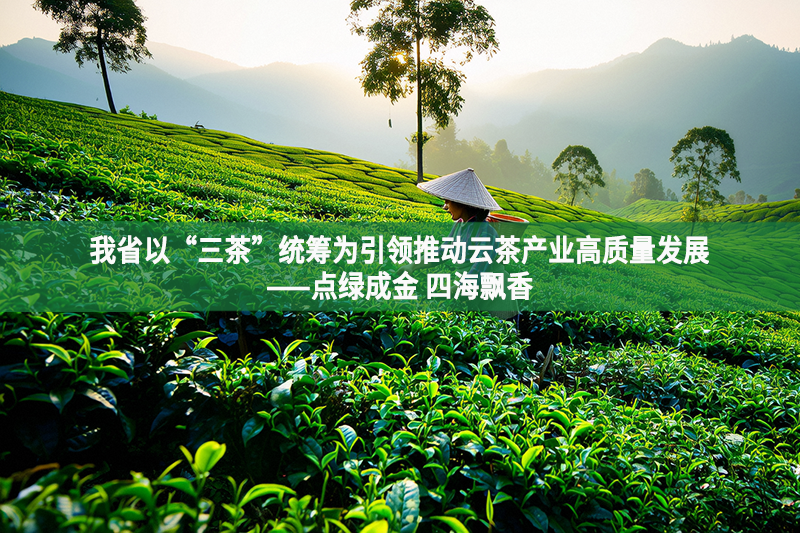 我省以“三茶”統籌為引領推動云茶產業高質量發展——點綠成金 四海飄香