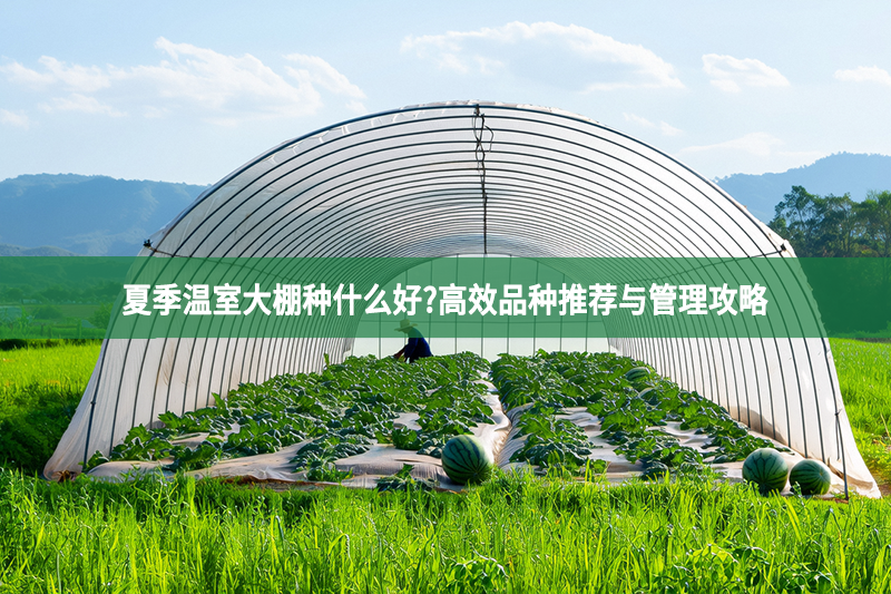 夏季溫室大棚種什么好?高效品種推薦與管理攻略