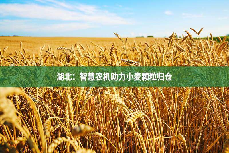 湖北：智慧農機助力小麥顆粒歸倉