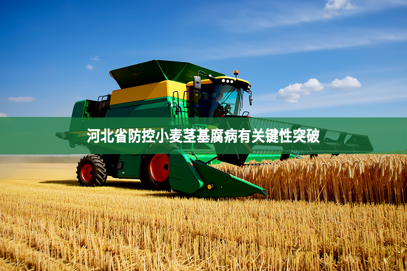 河北省防控小麥莖基腐病有關鍵性突破