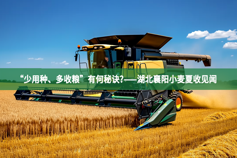 “少用種、多收糧”有何秘訣?——湖北襄陽小麥夏收見聞