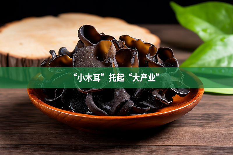 “小木耳”托起“大產(chǎn)業(yè)”