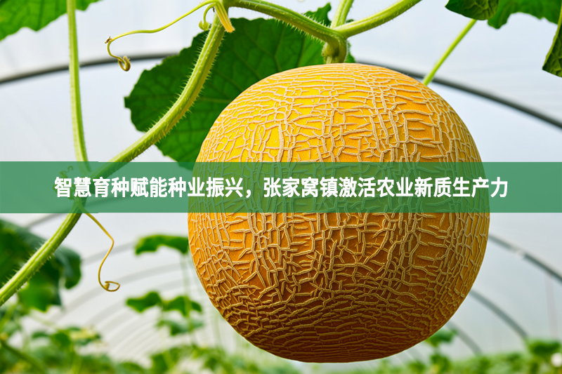 智慧育種賦能種業振興，張家窩鎮激活農業新質生產力