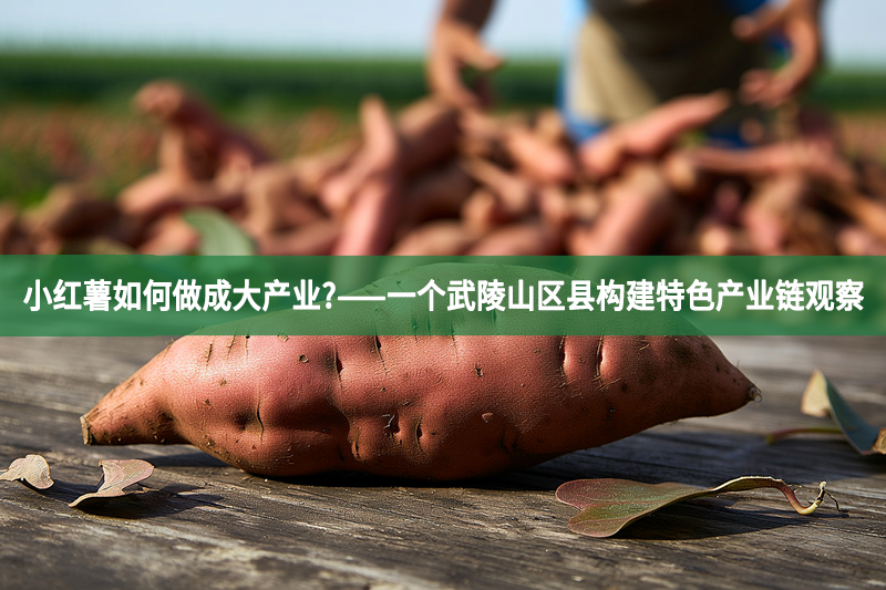 小紅薯如何做成大產業?——一個武陵山區縣構建特色產業鏈觀察