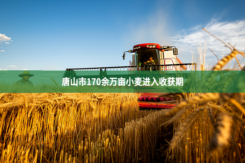 唐山市170余萬畝小麥進入收獲期