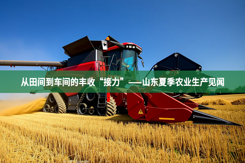 從田間到車間的豐收“接力”——山東夏季農(nóng)業(yè)生產(chǎn)見聞