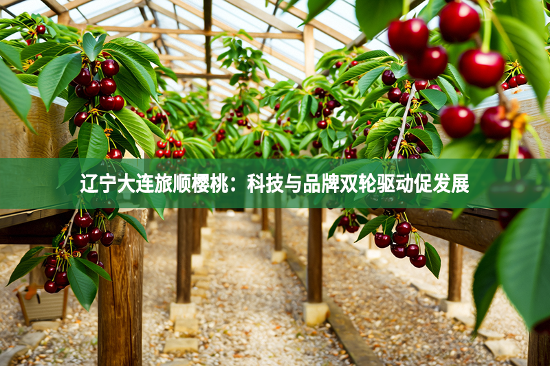 遼寧大連旅順櫻桃：科技與品牌雙輪驅動促發展