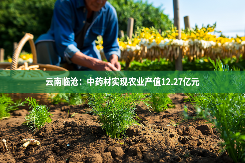 云南臨滄：中藥材實現(xiàn)農(nóng)業(yè)產(chǎn)值12.27億元