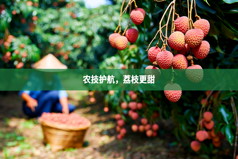 農技護航，荔枝更甜