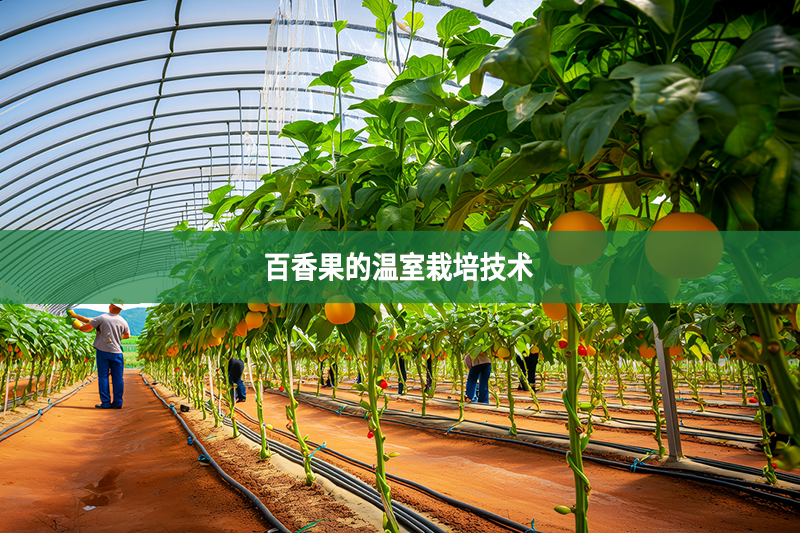 百香果的溫室栽培技術