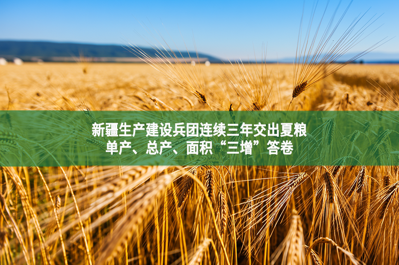 新疆生產(chǎn)建設(shè)兵團連續(xù)三年交出夏糧單產(chǎn)、總產(chǎn)、面積“三增”答卷