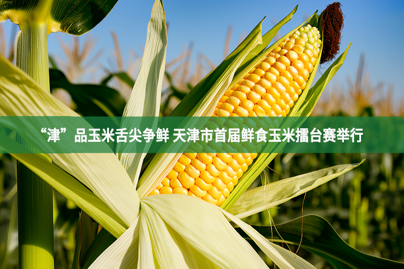 “津”品玉米舌尖爭鮮 天津市首屆鮮食玉米擂臺賽舉行