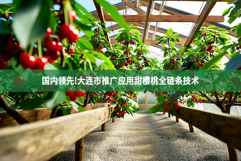 國內領先!大連市推廣應用甜櫻桃全鏈條技術