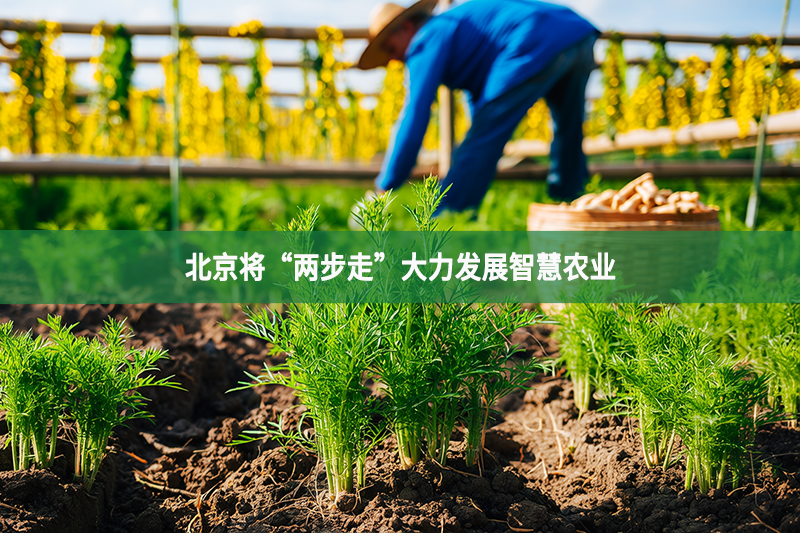 北京將“兩步走”大力發展智慧農業