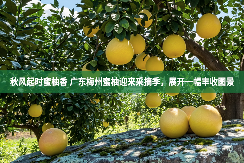 秋風起時蜜柚香 廣東梅州蜜柚迎來采摘季，展開一幅豐收圖景