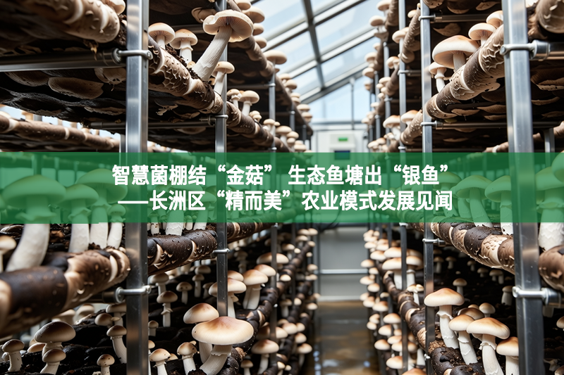 智慧菌棚結(jié)“金菇” 生態(tài)魚塘出“銀魚”——長(zhǎng)洲區(qū)“精而美”農(nóng)業(yè)模式發(fā)展見聞