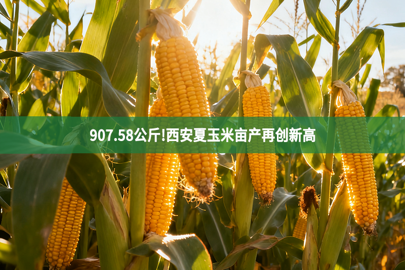 907.58公斤!西安夏玉米畝產再創新高