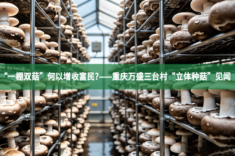 “一棚雙菇”何以增收富民?——重慶萬盛三臺村“立體種菇”見聞