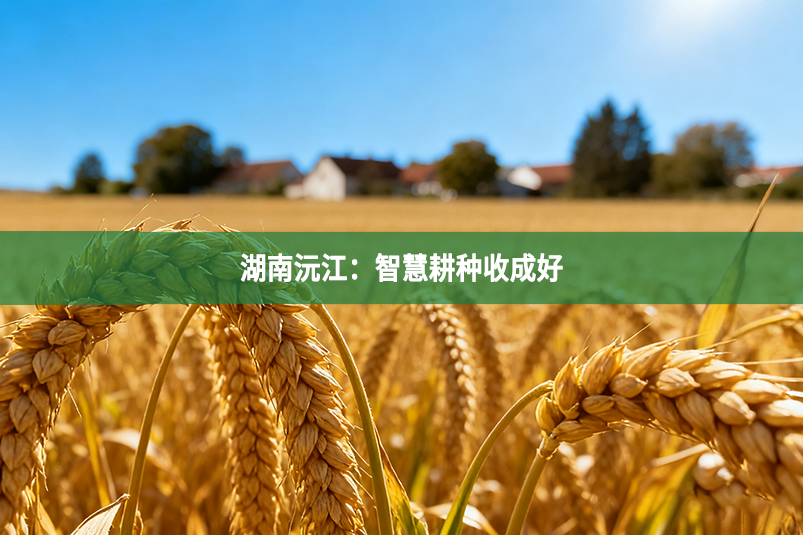 湖南沅江：智慧耕種收成好