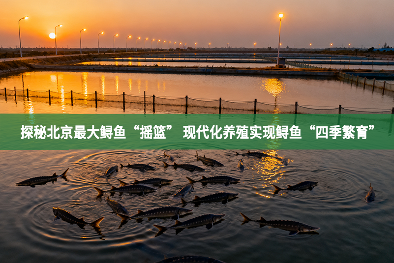探秘北京最大鱘魚“搖籃” 現代化養殖實現鱘魚“四季繁育”