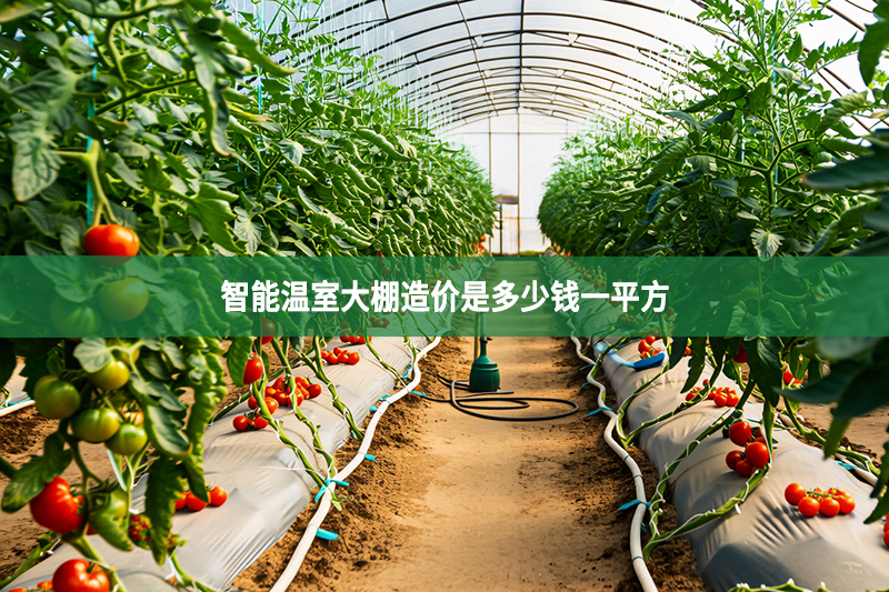 智能溫室大棚造價(jià)是多少錢一平方
