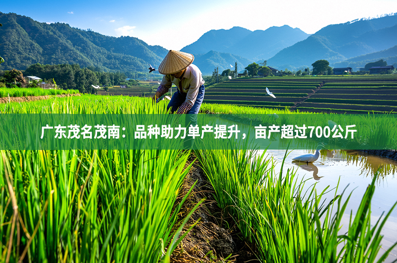 廣東茂名茂南：品種助力單產提升，畝產超過700公斤
