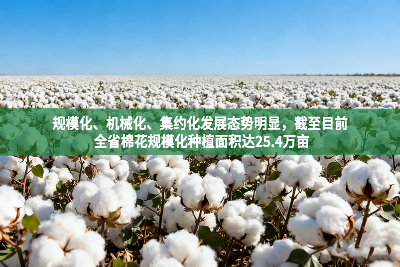 規模化、機械化、集約化發展態勢明顯，截至目前 全省棉花規模化種植面積達25.4萬畝