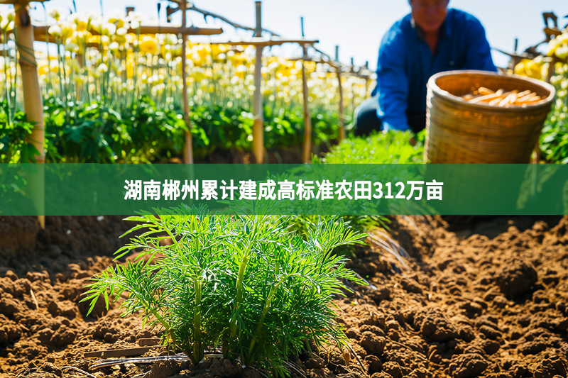 湖南郴州累計(jì)建成高標(biāo)準(zhǔn)農(nóng)田312萬(wàn)畝