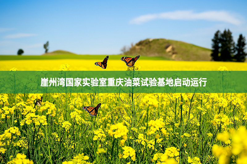 崖州灣國(guó)家實(shí)驗(yàn)室重慶油菜試驗(yàn)基地啟動(dòng)運(yùn)行